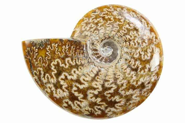 Polished Cretaceous Ammonite (Cleoniceras) Fossil - Madagascar #305913